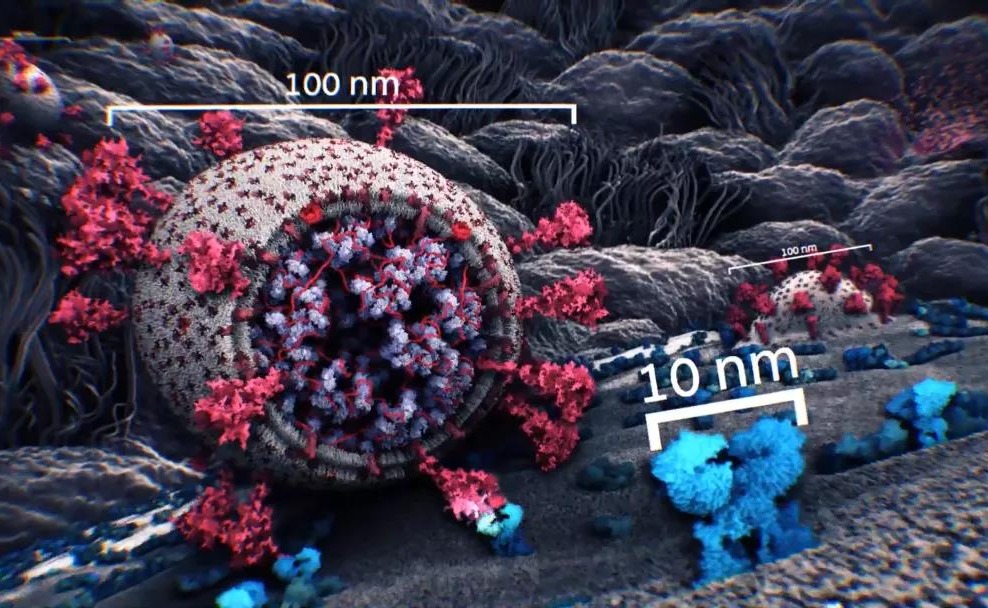清华联合发布新冠病毒真实3D图像