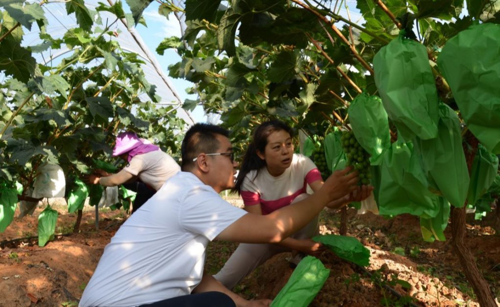 俞逸晨：在南涧的泥土大地中深耕