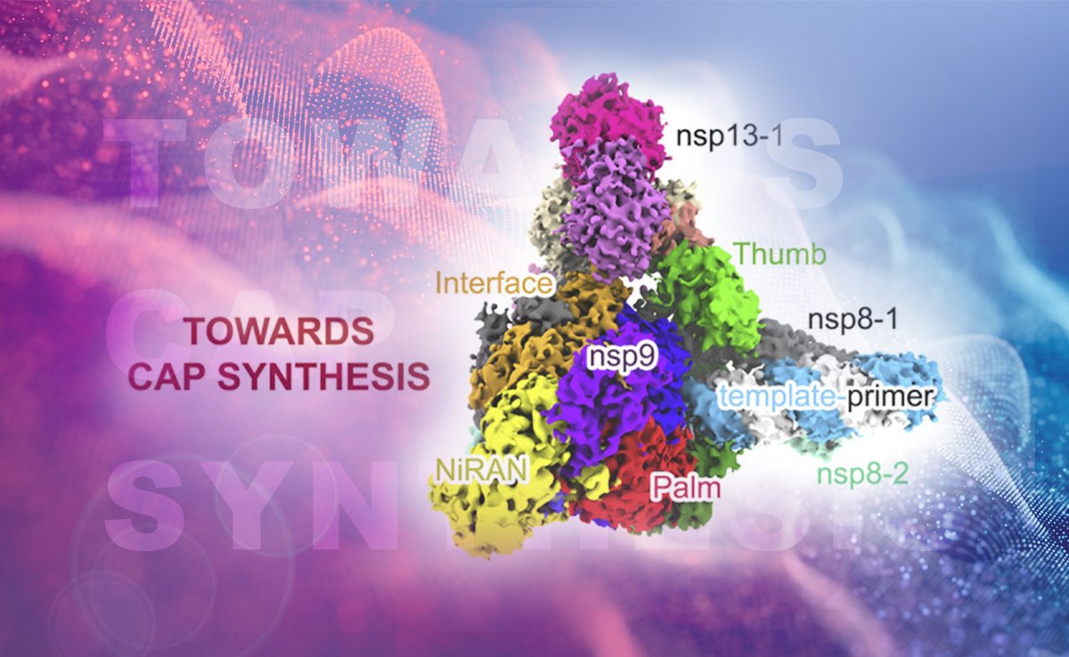 清华团队成果“揭示SARS-CoV-2逃逸抗病毒药物机制”入选2021年度中国科学十大进展